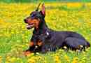 Mennyibe kerül a doberman?